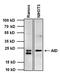 Activation Induced Cytidine Deaminase antibody, MA3-081, Invitrogen Antibodies, Western Blot image 