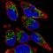 Transmembrane Protein 71 antibody, HPA070655, Atlas Antibodies, Immunofluorescence image 