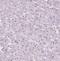 Bone Morphogenetic Protein 4 antibody, NBP2-49477, Novus Biologicals, Immunohistochemistry frozen image 