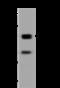 Phosphoribosylglycinamide Formyltransferase, Phosphoribosylglycinamide Synthetase, Phosphoribosylaminoimidazole Synthetase antibody, 201881-T44, Sino Biological, Western Blot image 