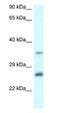 Carbonyl Reductase 4 antibody, NBP1-79859, Novus Biologicals, Western Blot image 