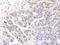 RE1 Silencing Transcription Factor antibody, NB100-757, Novus Biologicals, Immunohistochemistry frozen image 