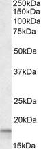 Peptidylprolyl Isomerase A antibody, STJ70841, St John