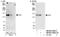 CDKN1A Interacting Zinc Finger Protein 1 antibody, NB100-74624, Novus Biologicals, Western Blot image 