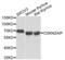 CaRF antibody, LS-C332439, Lifespan Biosciences, Western Blot image 