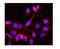 LCK Proto-Oncogene, Src Family Tyrosine Kinase antibody, PB9808, Boster Biological Technology, Immunofluorescence image 