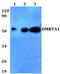 DMRT Like Family A1 antibody, PA5-75771, Invitrogen Antibodies, Western Blot image 