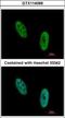 EWS RNA Binding Protein 1 antibody, GTX114069, GeneTex, Immunocytochemistry image 