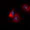  antibody, orb382476, Biorbyt, Immunofluorescence image 