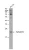 Cytoglobin antibody, NBP2-16084, Novus Biologicals, Western Blot image 