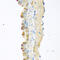 Myostatin antibody, 22-550, ProSci, Immunohistochemistry paraffin image 