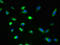 Glycerophosphodiester Phosphodiesterase Domain Containing 2 antibody, LS-C379382, Lifespan Biosciences, Immunofluorescence image 