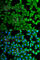 Kallikrein B1 antibody, A5318, ABclonal Technology, Immunofluorescence image 