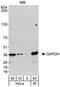 GAPDH antibody, A300-640A, Bethyl Labs, Western Blot image 