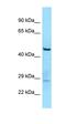 Tubulin Tyrosine Ligase Like 3 antibody, orb326453, Biorbyt, Western Blot image 