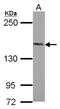 PH Domain And Leucine Rich Repeat Protein Phosphatase 2 antibody, NBP2-19803, Novus Biologicals, Western Blot image 