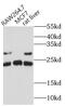 MIC3 antibody, FNab01507, FineTest, Western Blot image 