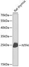 Neurotrophin 4 antibody, 13-810, ProSci, Western Blot image 