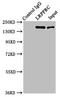 Leucine Rich Pentatricopeptide Repeat Containing antibody, LS-C673114, Lifespan Biosciences, Immunoprecipitation image 