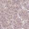 RNA Binding Motif Protein 4B antibody, NBP2-33503, Novus Biologicals, Immunohistochemistry frozen image 