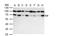 Nuclear Respiratory Factor 1 antibody, NBP2-19586, Novus Biologicals, Western Blot image 
