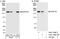 Nucleoporin 153 antibody, A301-789A, Bethyl Labs, Immunoprecipitation image 