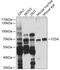 Frizzled Class Receptor 4 antibody, 23-440, ProSci, Western Blot image 