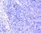 CD63 Molecule antibody, NBP2-67425, Novus Biologicals, Immunohistochemistry paraffin image 