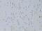 Insulin Like Growth Factor 2 antibody, LS-C749017, Lifespan Biosciences, Immunohistochemistry frozen image 