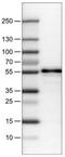 WW Domain Containing Transcription Regulator 1 antibody, NBP2-30656, Novus Biologicals, Western Blot image 