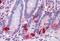 Chromogranin A antibody, MBS243030, MyBioSource, Immunohistochemistry paraffin image 