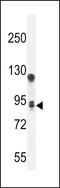 Transmembrane Protein 168 antibody, LS-C161931, Lifespan Biosciences, Western Blot image 