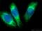 iNOS antibody, 18985-1-AP, Proteintech Group, Immunofluorescence image 