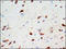 Secretogranin III antibody, 251892, Abbiotec, Immunohistochemistry paraffin image 