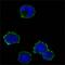 CD247 Molecule antibody, GTX83004, GeneTex, Immunofluorescence image 