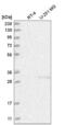 Friend of PRMT1 protein antibody, NBP2-55155, Novus Biologicals, Western Blot image 