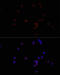 CD47 Molecule antibody, 22-830, ProSci, Immunofluorescence image 