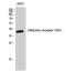 Olfactory Receptor Family 52 Subfamily K Member 1 antibody, A16887, Boster Biological Technology, Western Blot image 