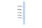 Keratin Associated Protein 8-1 antibody, GTX46506, GeneTex, Western Blot image 
