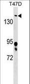 Bromodomain Containing 4 antibody, LS-C159181, Lifespan Biosciences, Western Blot image 