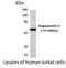 Angiopoietin 4 antibody, NBP2-12037, Novus Biologicals, Western Blot image 