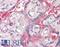 Caspase 2 antibody, LS-B8728, Lifespan Biosciences, Immunohistochemistry frozen image 