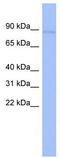 Cysteinyl-TRNA Synthetase antibody, TA345739, Origene, Western Blot image 