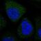 Apolipoprotein B MRNA Editing Enzyme Catalytic Subunit 3A antibody, PA5-60288, Invitrogen Antibodies, Immunofluorescence image 