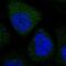 Apolipoprotein B MRNA Editing Enzyme Catalytic Subunit 3A antibody, PA5-60288, Invitrogen Antibodies, Immunofluorescence image 