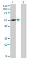 Zinc Finger Protein 213 antibody, LS-C133525, Lifespan Biosciences, Western Blot image 
