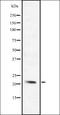 Dipeptidase 1 antibody, orb336959, Biorbyt, Western Blot image 