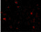 Interleukin 16 antibody, 4995, ProSci Inc, Immunofluorescence image 