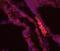 T antibody, PA5-46984, Invitrogen Antibodies, Immunohistochemistry frozen image 