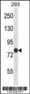 Acyl-CoA Synthetase Long Chain Family Member 4 antibody, 57-712, ProSci, Western Blot image 